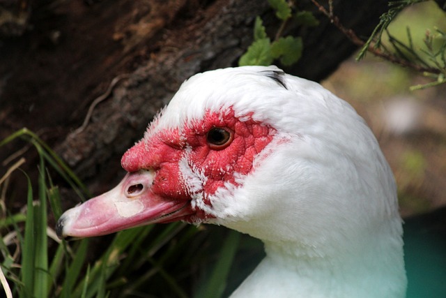 样的球员是 样的球员是